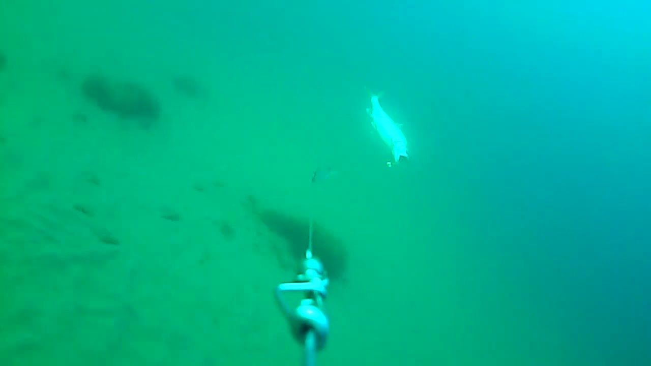 Hungry Lake Trout hits Tin Can Dodger