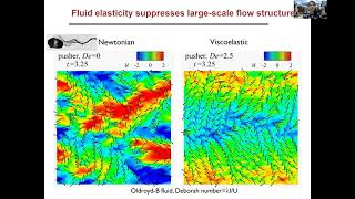 Motile microorganisms in complex fluids | Arezoo Ardekani | JNNFM seminar series July 15 2020