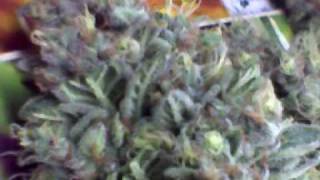 Fresh Pluckings of some White Berry Bud