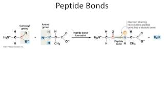 Lecture 2 Part3 Peptides BIO110