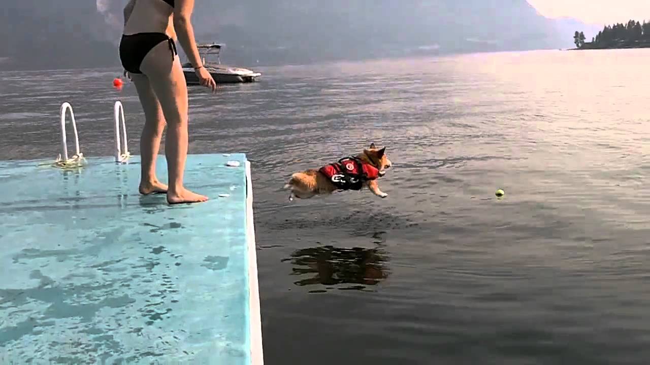 怖がりなコーギー犬が思い切って海にジャンプ Youtube