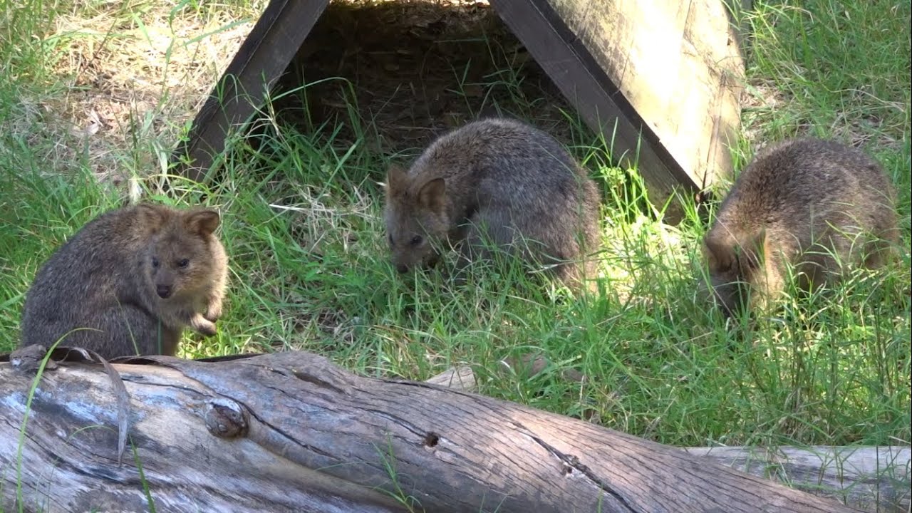みんなで草を食べるクオッカワラビー 埼玉県こども動物自然公園 Quokka