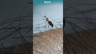That’s a weevil — a type of snout beetle (family Curculionidae) #weevils #vineweevil #lanternbug