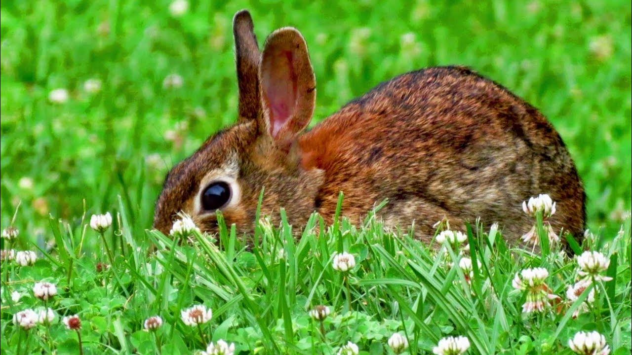 Backyard Rabbit Slides YouTube