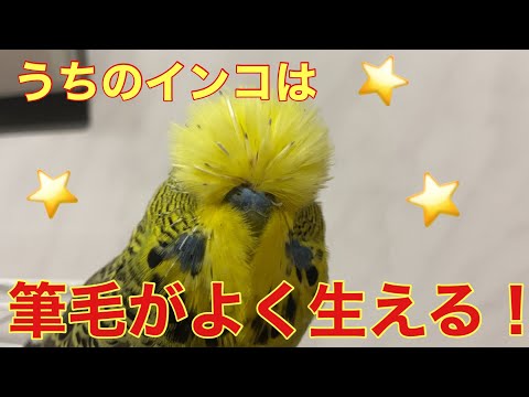 Parakeet] Pin feathers grow really well! Mitsu, the jumbo budgie