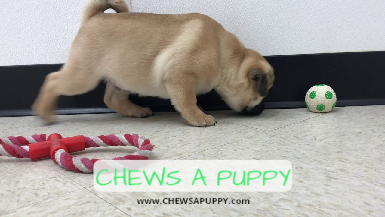 Pug Puppy For Sale Chews A Puppy Orlando,FL YouTube