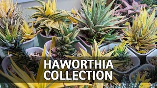 My Full Haworthia Collection Tour