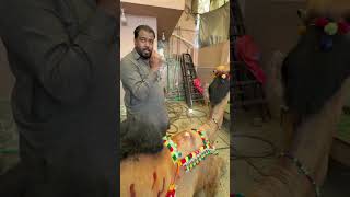 ALHAMDOLILAH SULTAN IS MUCH BETTER NOW|SEGOVAN POWDER US BEST FOR INSECTS ANIMAL PESTS#camel