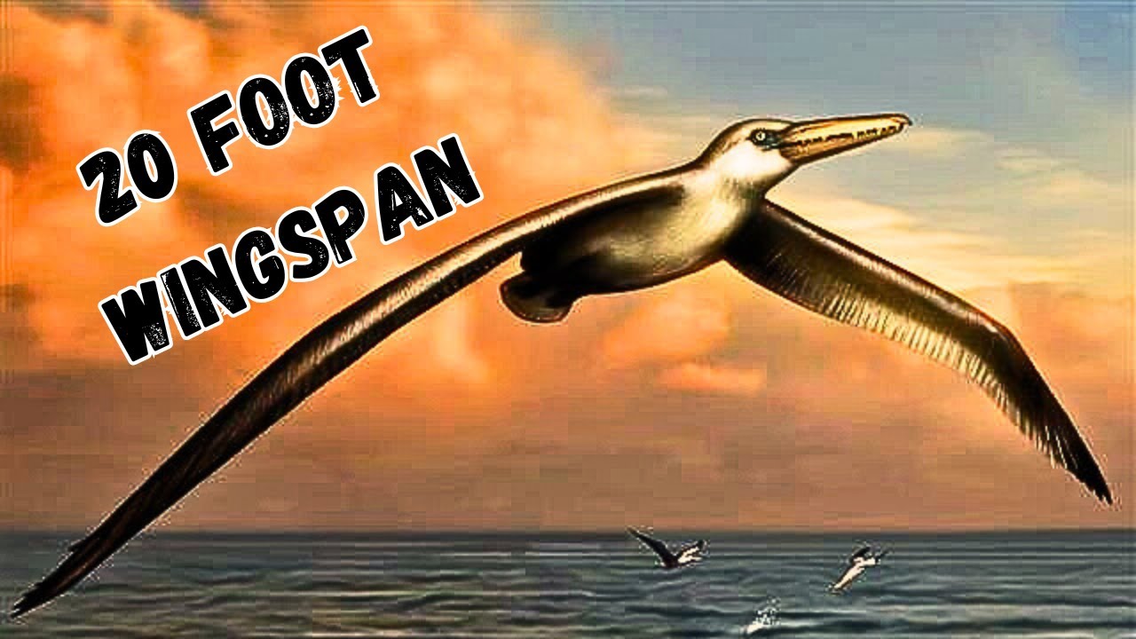 The Largest Bird To Ever Fly - YouTube