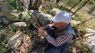 Keçiboynuzu Aşısı Nasıl Yapılır...