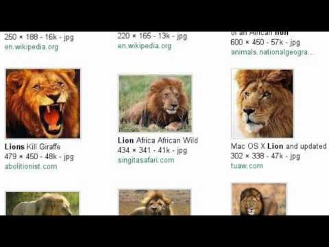Mrs Farrell's Savanna Food Web Story