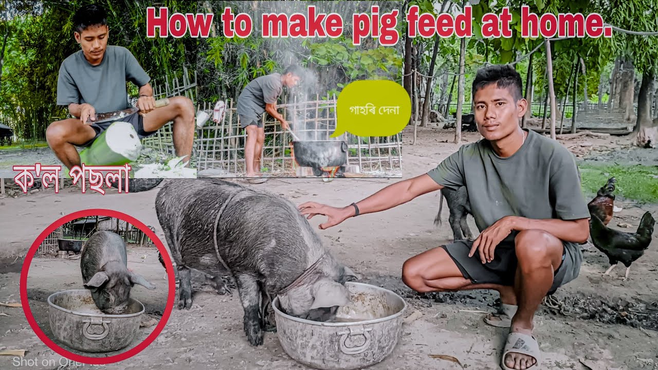 ঘৰতে গাহৰি দানা কেনেকৈ বনাব । How to make Pig feed at Home। Home Made Feed //Assamese Vlog