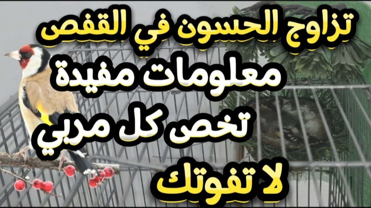 تزاوج الحسون في القفص | معلومات مفيدة تخص كل مربي|  #birds #الحسون #goldfinch #مقنين