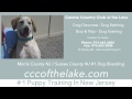 Puppy Training Business Morris County NJ Puppy Training Business Morris County NJ