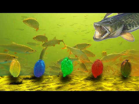 КАКОЙ ЦВЕТ КОРМА ВЫБЕРУТ РЫБКИ?