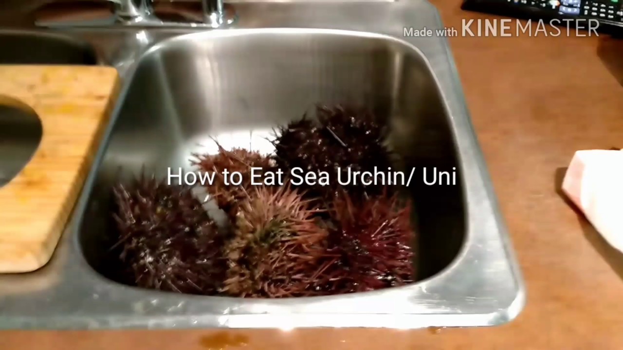 How to Eat Sea Urchin/ Uni YouTube