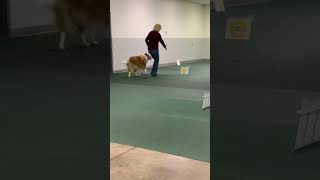 AKC Virtual Rally Intermediate Course #1