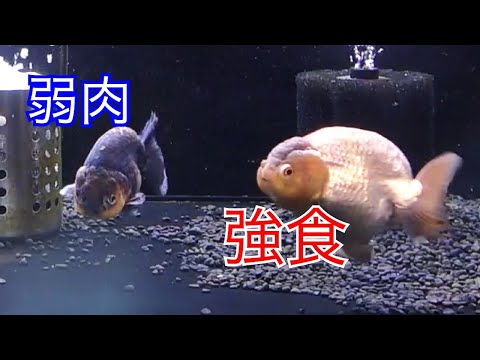 [Sad news...?] The goldfish that was supposed to be quarantined...