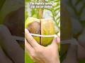 #Great ideas to propagation lemon tree by air layering using green Coconut! #trendingshorts
