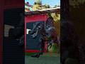 ☠️JP3 Spinosaurus vs 2 Albertosourus - Jurassic World Evolution 3 #jwe3 #viral #shorts