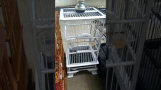 Download Lagu Tololet pleci ngacirrr MP3