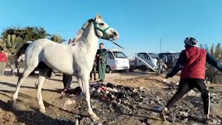 جولة في سوق الخيل العربية الاصيلة في العراق (لاتنسى الاشتراك في القناة و تفعيل زر جرس)