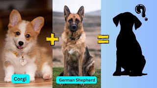 Corgi Mix Dogs: 32 Sweetest Corgi Mixes of Small Dogs That Will Melt Your Heart! by Fantastic animals 1,104 views 9 months ago 4 minutes, 40 seconds