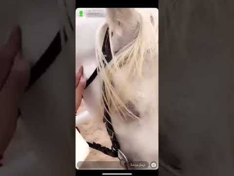 الخير معقود على نواصي الخيل