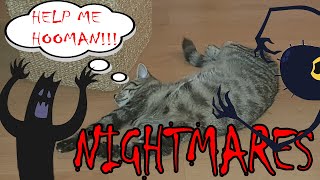 Do cats have nightmares?