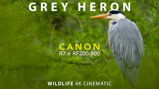 CANON R7 RF 200-800 GREY HERON 4K