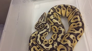 Ball python collection Update & breeding tips