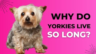Why Do Yorkies Live So Long? Yorkie Lifespan Explained by OodleLife 589 views 2 months ago 2 minutes, 51 seconds