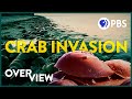 Horseshoe Crabs and Their Ecological Significance