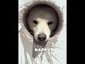 The Best Gift for His Pet! 🐕❤️