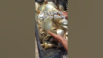 أجمل تلاوه للحنجره الذهبيه / الرائع عبد الباسط عبد الصمد / سوره التكوير 29
