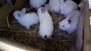 Подбрасываем новорожденных крольчат другой крольчихе