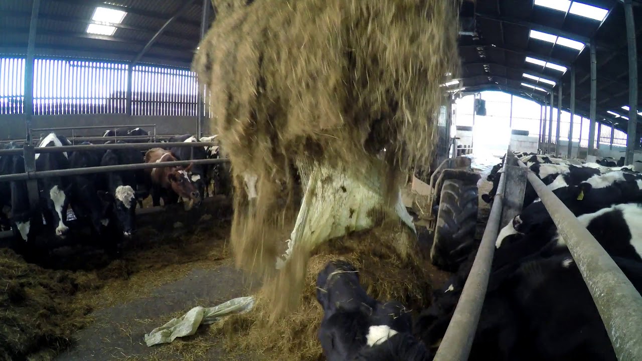 Feeding cows bale silage. YouTube