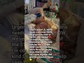 Let's come together and give her a second chance 🌟!#SaveAliana #NewHeartNeeded #HelpUs #DonateToday