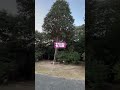 #初詣#あけましておめでとうございます #宇佐八幡宮