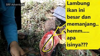 Bedah perut ikan toman || hasil menjala || Lalu dibakar