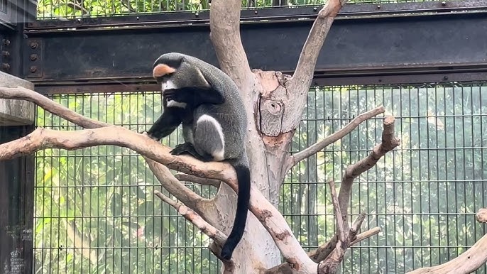 De Brazza's Monkey Born at the Zoo - Milwaukee County Zoo