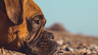 Title Teaching Tricks to Your Boxer Enhancing Your Bond and Mental Stimulation by Doggoland USA 50 views 6 days ago 4 minutes, 40 seconds