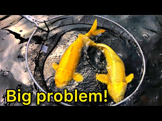 Big Problem With My 2000 Gallon Japanese Koi Pond! Uk koi pond class=