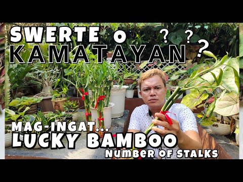 LUCKY BAMBOO PLANTS | NUMBER OF STALK MEANING + CARE TIPS
