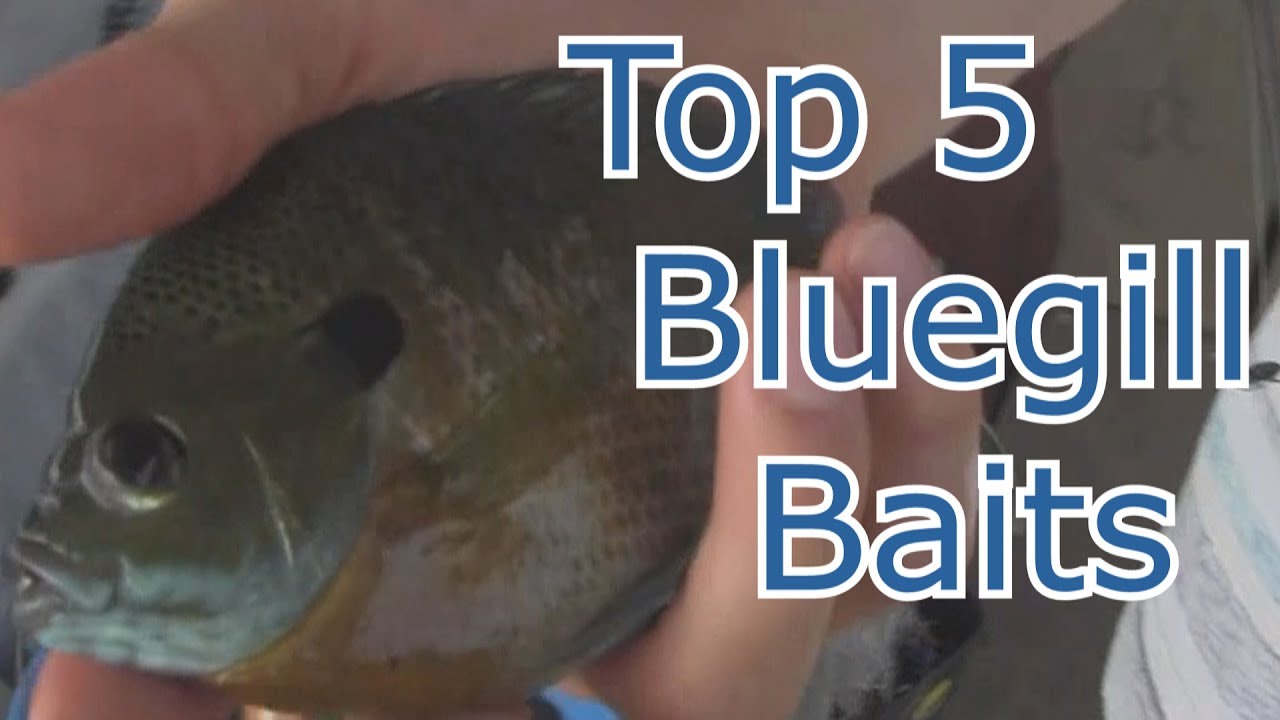 Best 5 Baits for Bluegill and Panfish - Tips and Techniques 