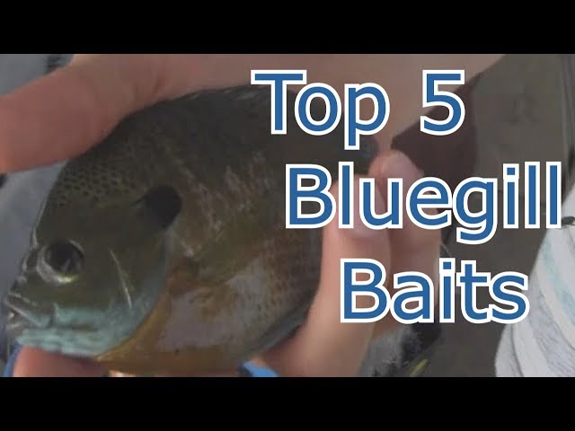 Best 5 Baits for Bluegill and Panfish - Tips and Techniques 