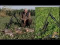 Wild Boar & Jackals hunting in Croatia - Visnjicki bok - Caza de jabalíes y chacales en Croacia