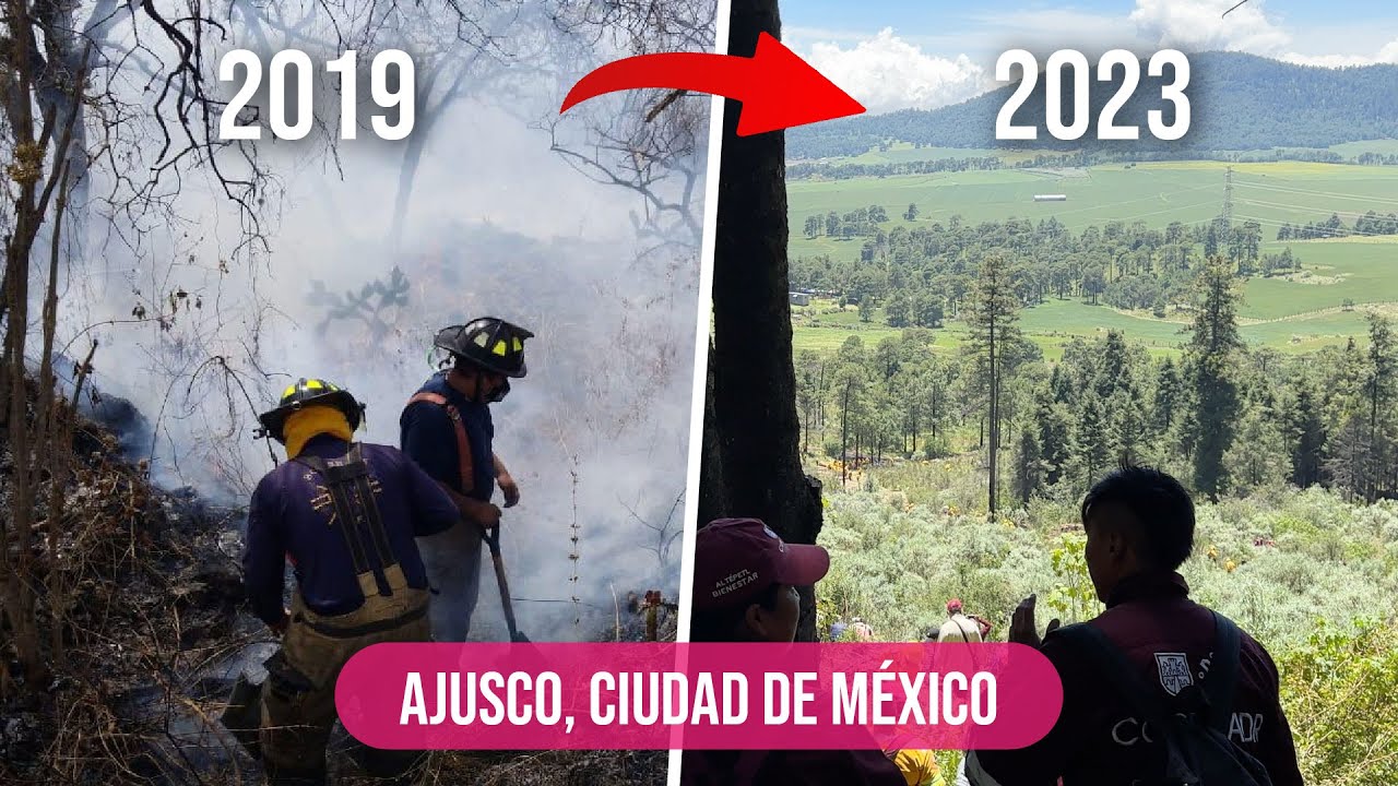 Así reforestan los bosques en CDMX
