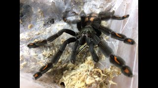 Tutorial, Housing the P.irminia sling