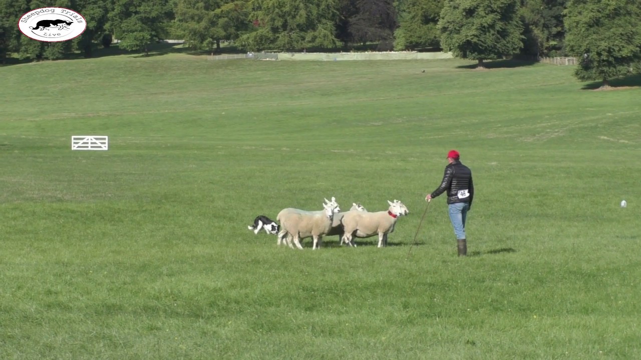 KevinEvans & Preceli Ci - Welsh National Sheepdog Trial 2018